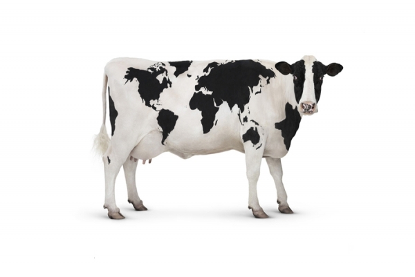 Photograph Andy Rudak Hsbc Cow on One Eyeland